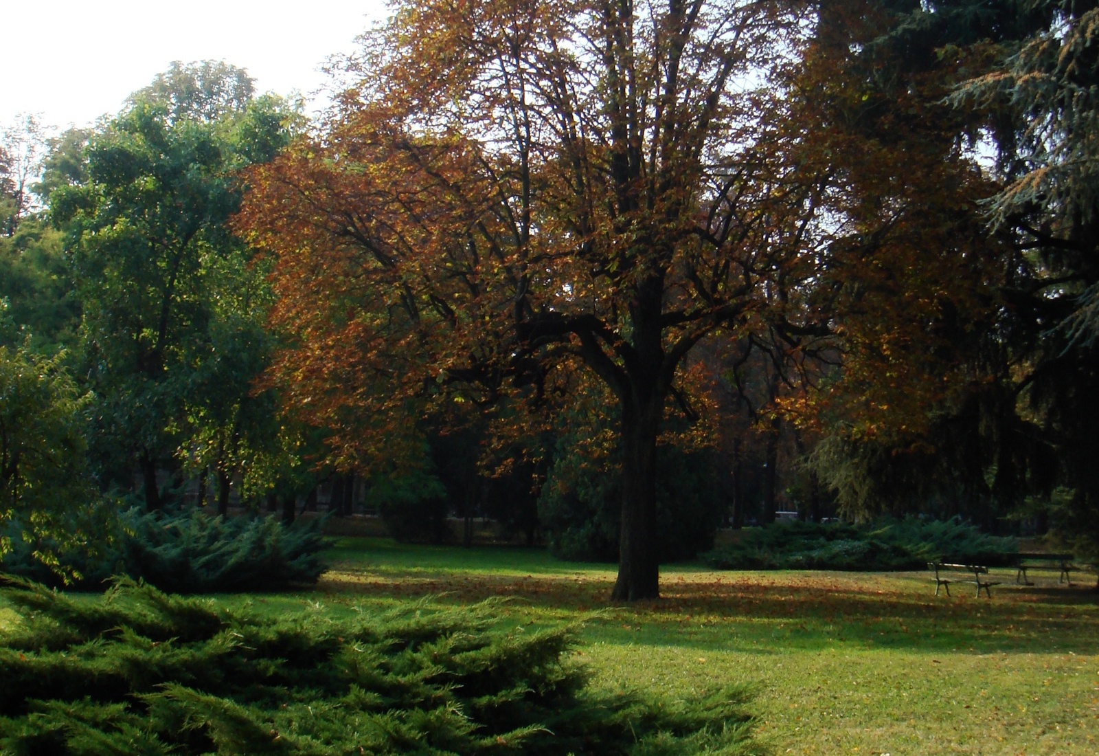 Shaded lawns and mature trees in the Giardini della Stazione public gardens of Casale Monferrato