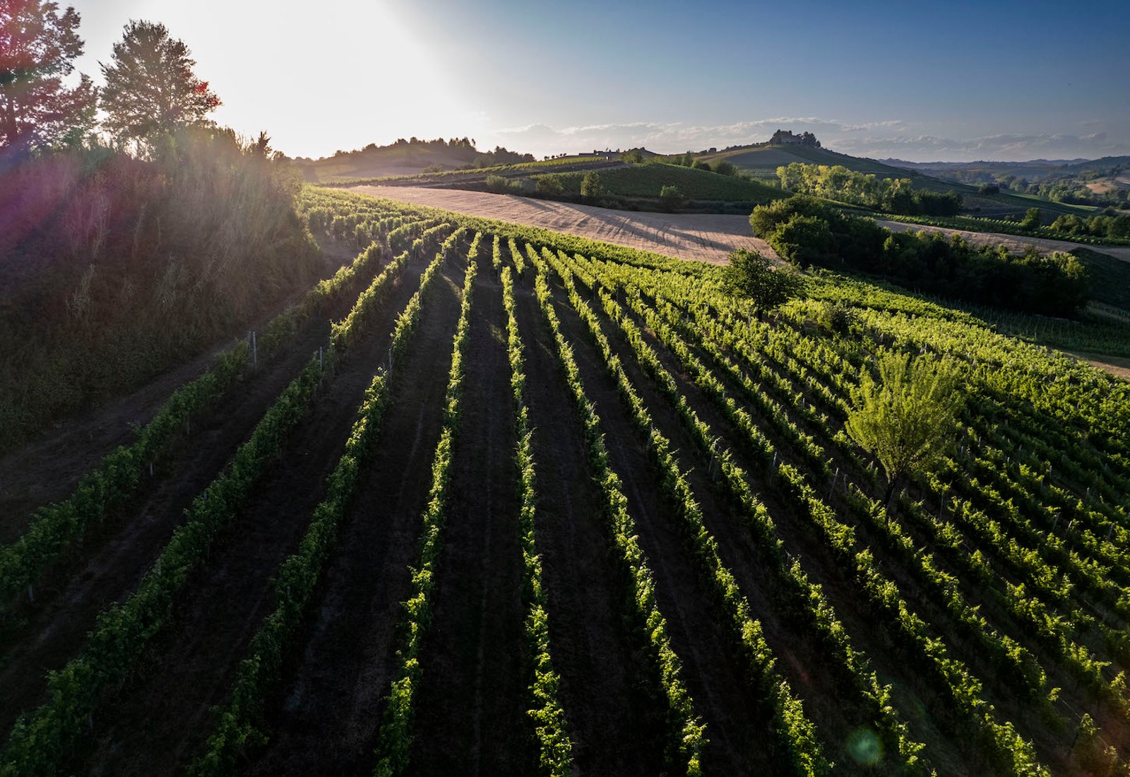 The Vigna del Parroco vineyard at golden hour, the parish-priest's rows behind the Museo del Ruchè