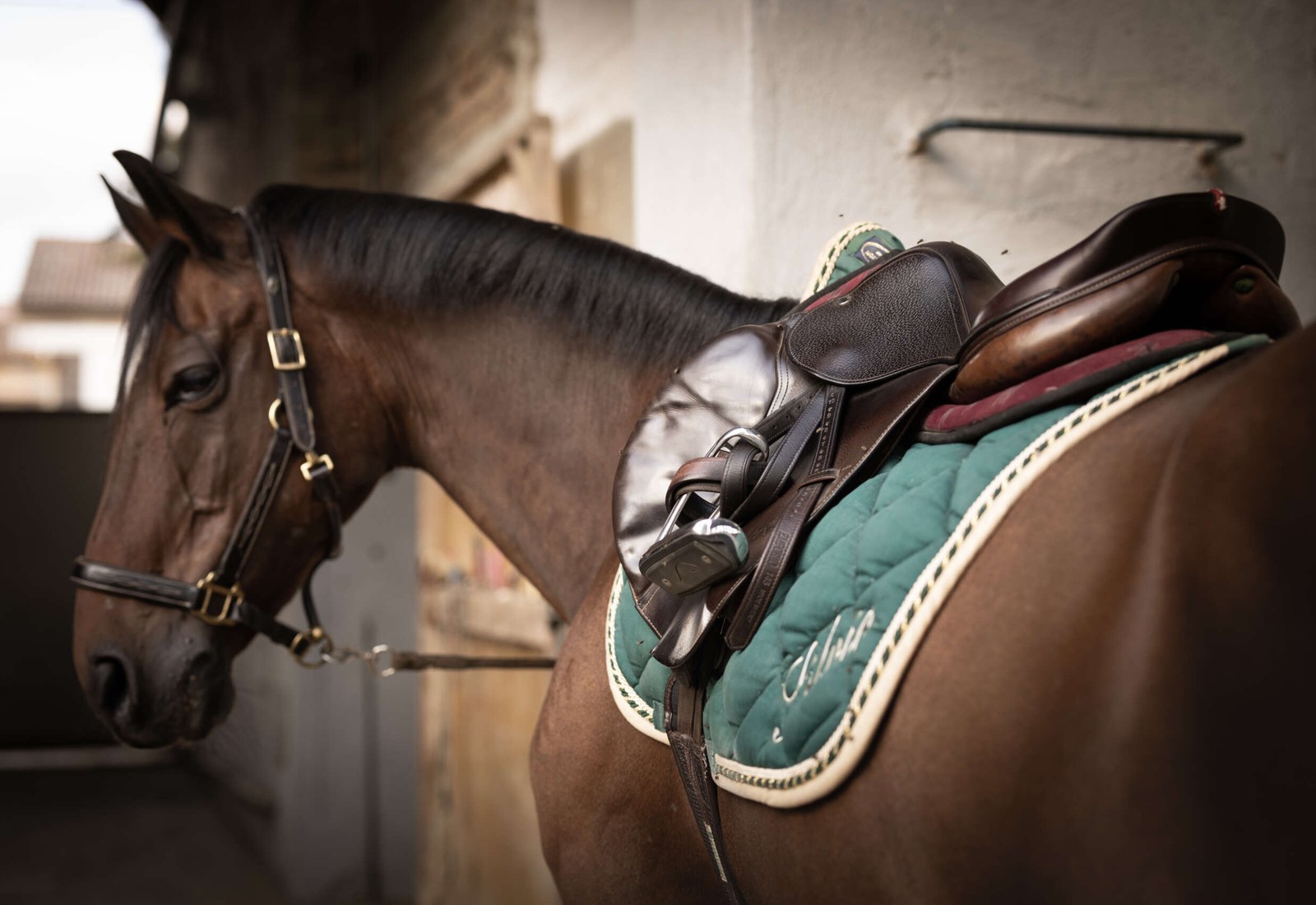 A saddled horse at Centro Equestre Tenuta Madonna, Incisa Scapaccino