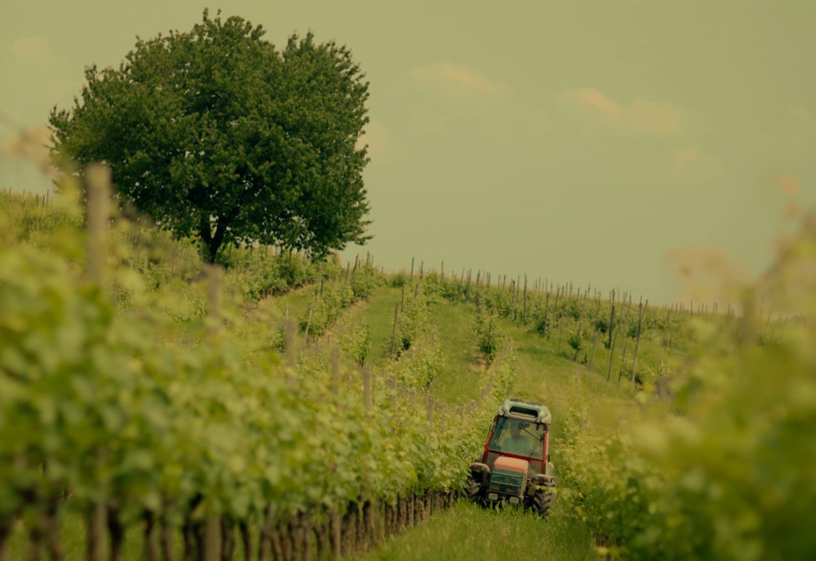 A tractor working the Barbera rows on the Poderi Rosso Giovanni hill at Agliano Terme
