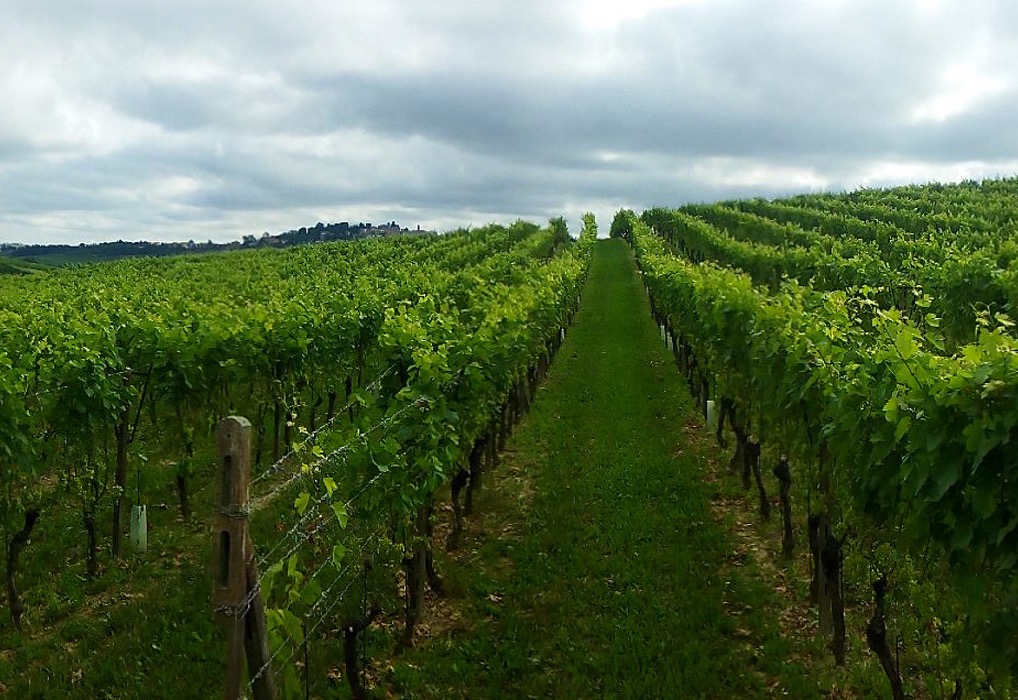 Rows of vines climbing the Azienda Filippa hill at Agliano Terme, a hilltop village on the horizon