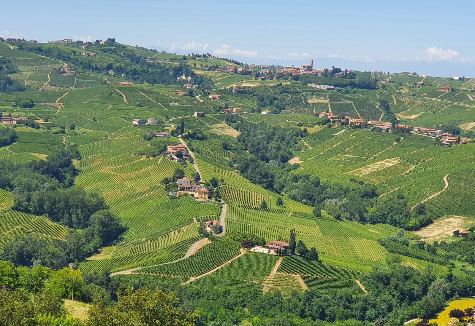 Summer panorama of vineyard-covered hills and farmhouses, with a hilltop village and bell tower on the ridge