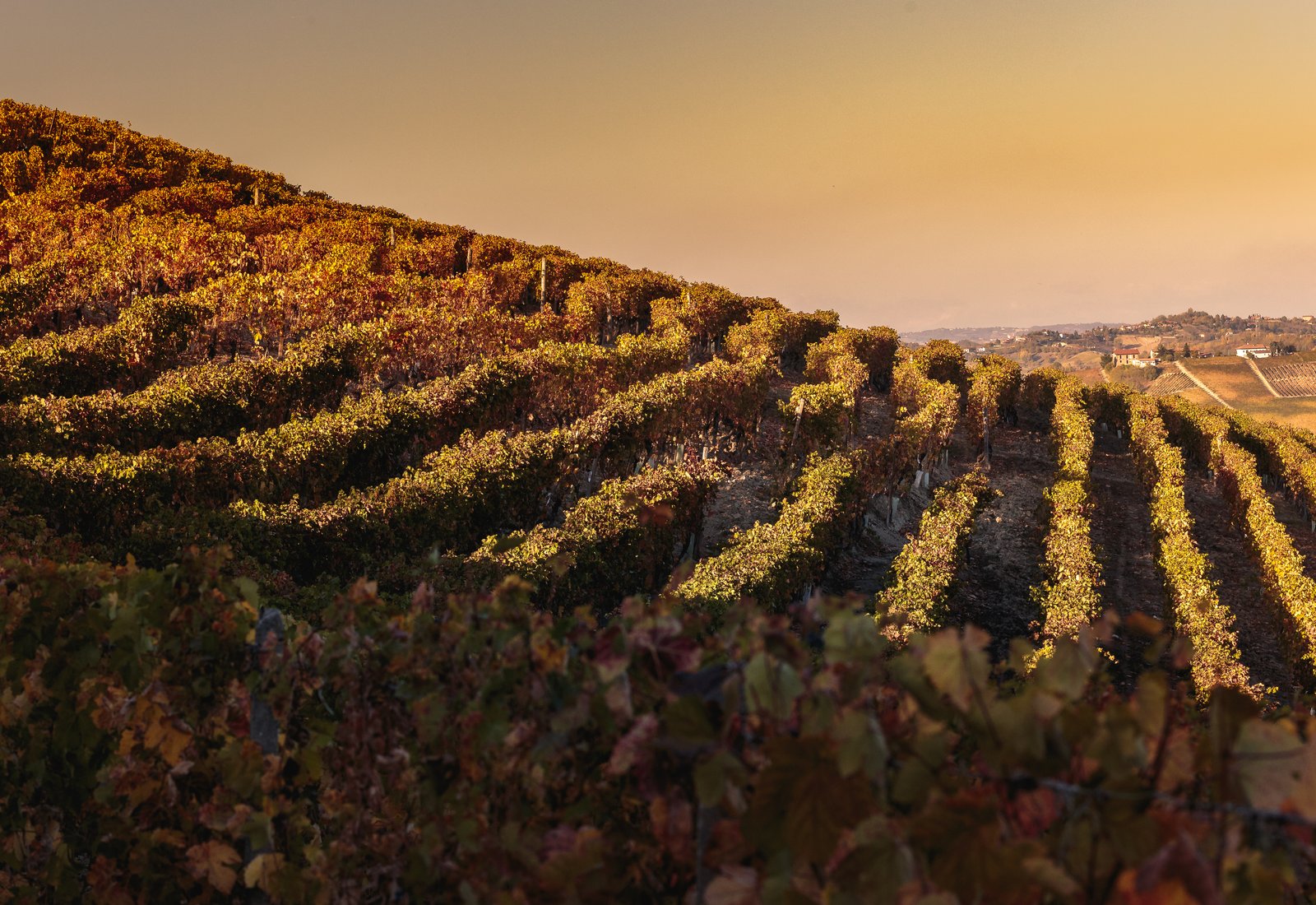 Rows of vines turning gold and red in autumn on a hillside near Calosso, with farmhouses on the far ridge