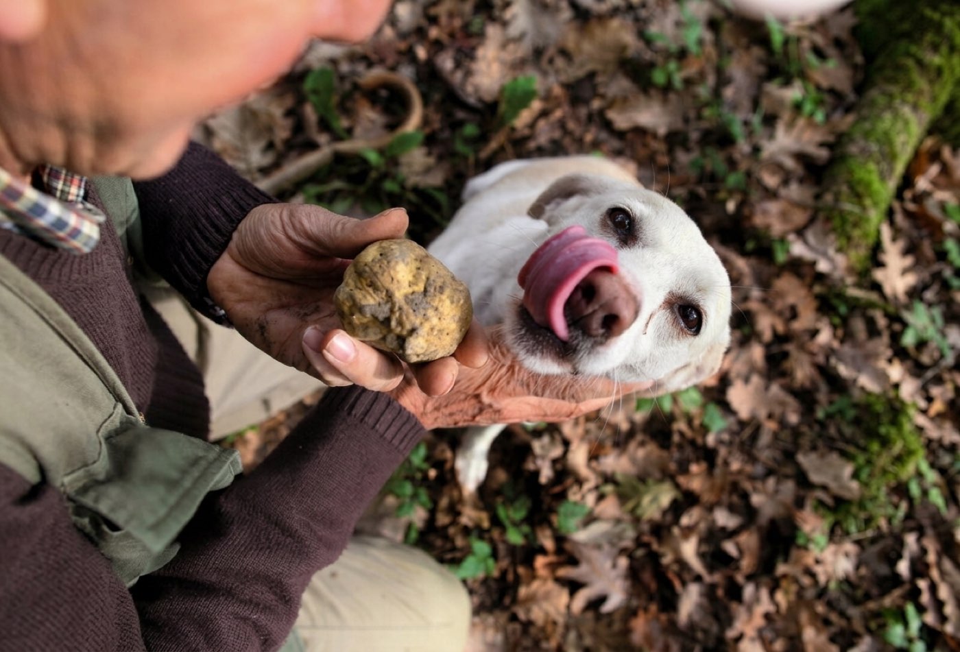 Truffle hunting with a dog in the hills around Canelli