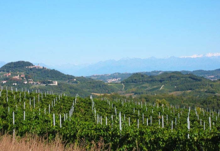 Vineyards on the Madonna dei Monti hill above Grazzano Badoglio, with the Alps behind