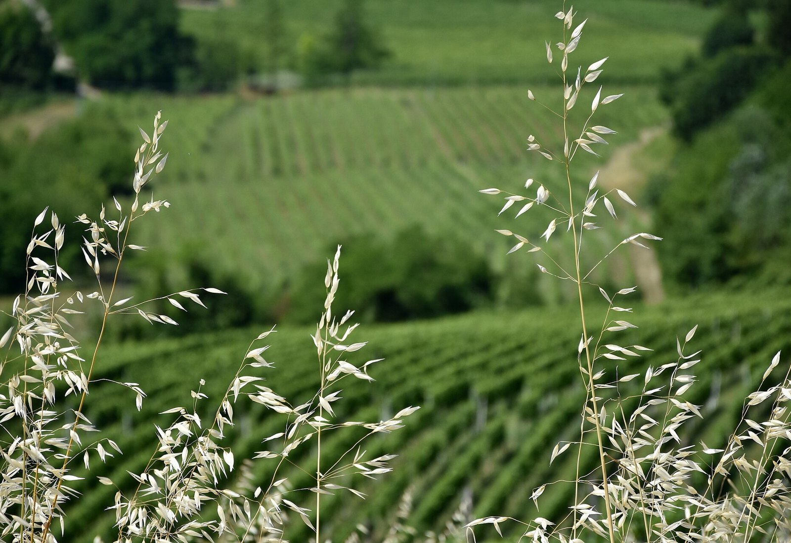 Vineyard hills of the Monferrato near Incisa Scapaccino