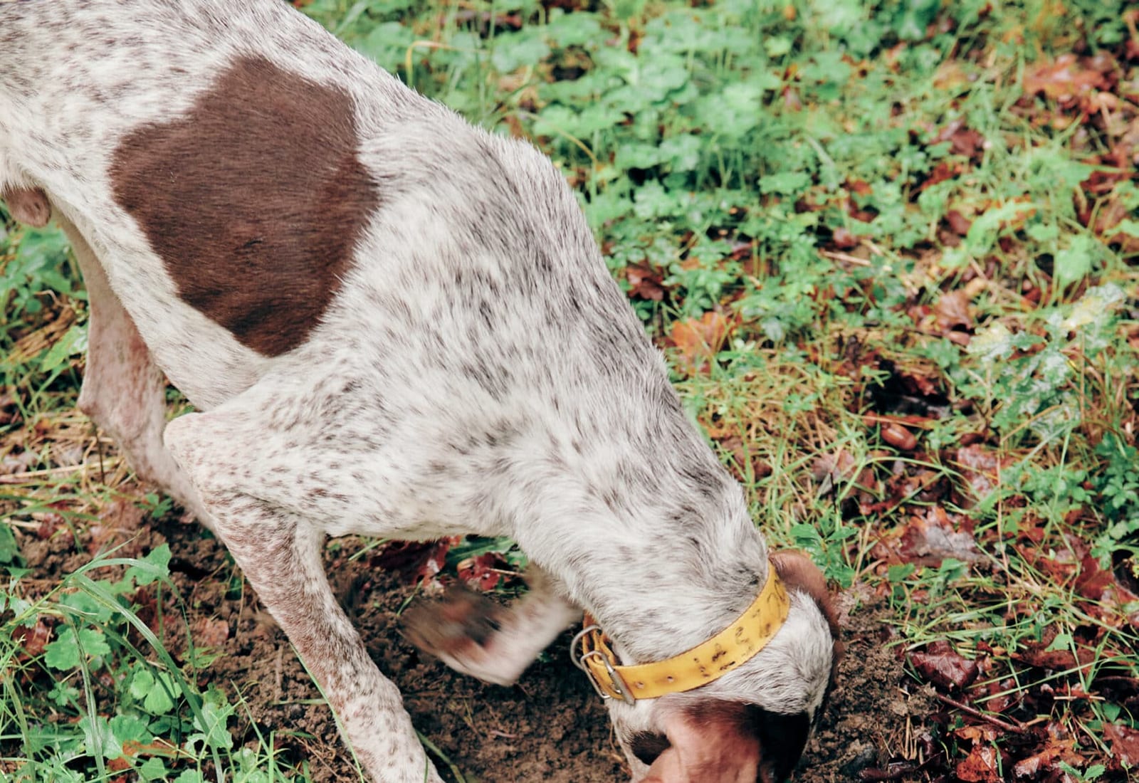 A truffle dog working the leaf litter in the woods near Montemagno Monferrato