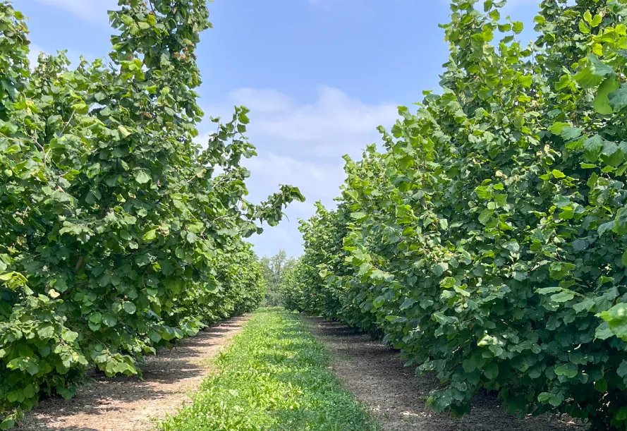 A grassy lane between rows of hazelnut trees in full leaf in I Tre Gelsi's orchards, under a summer sky