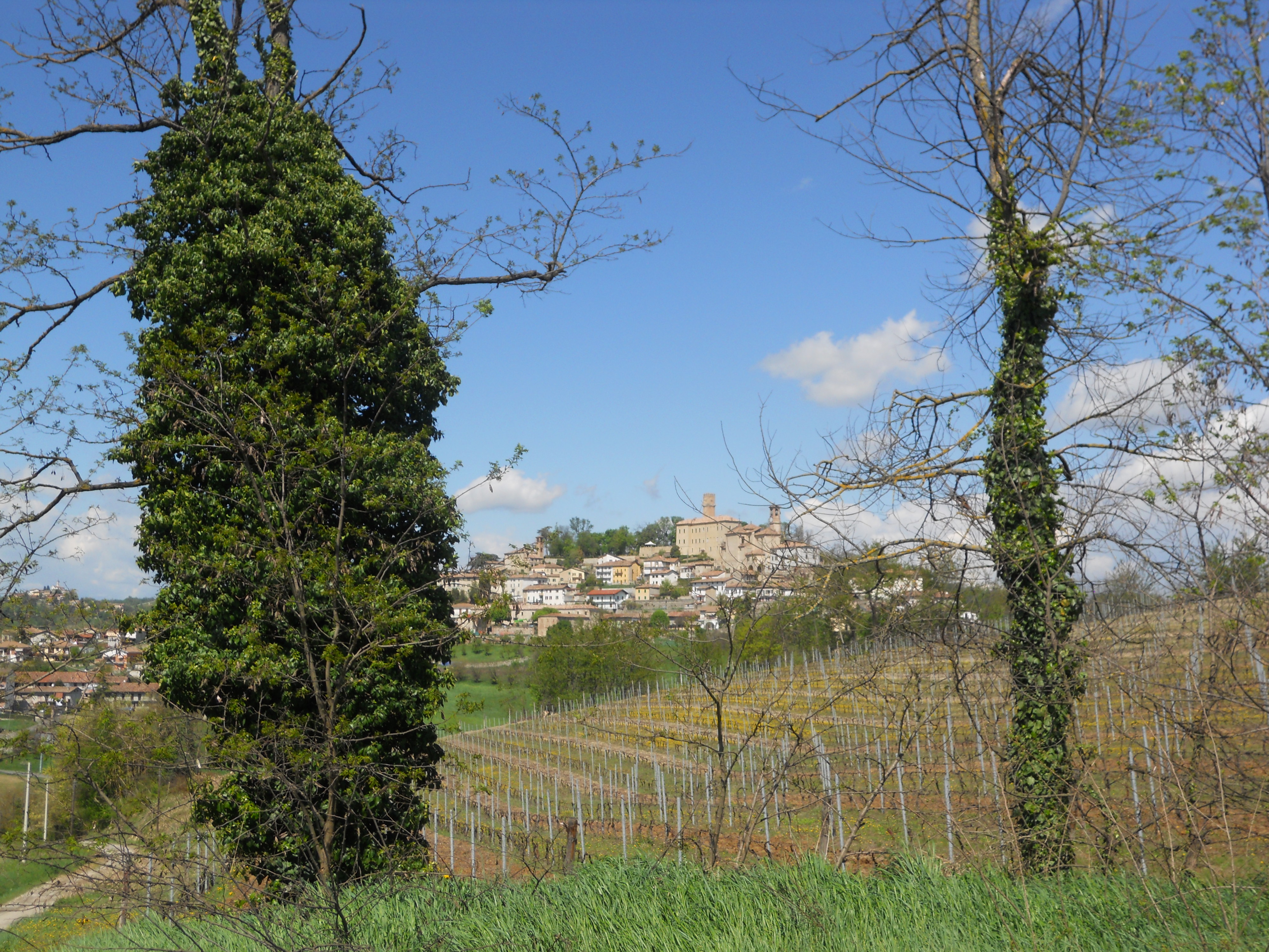 Hilltop town of Murisengo seen across the vineyards, castle tower on the skyline, province of Alessandria